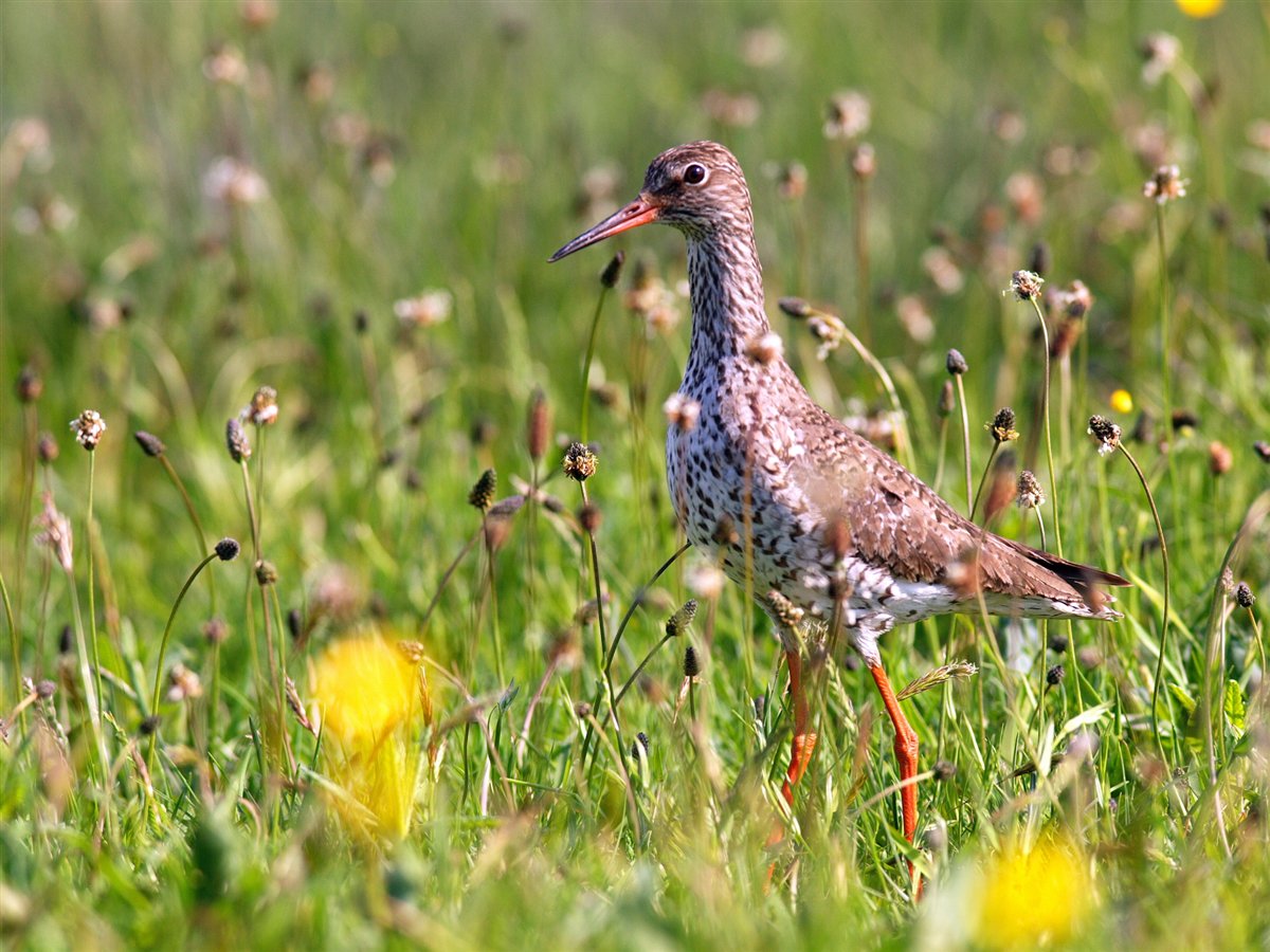 Frühlingsvögel in den Feuchtwiesen